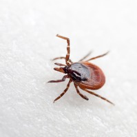 Hyalomma kullancs - ezek a tünetek jelzik a krími-kongói vérzéses lázat