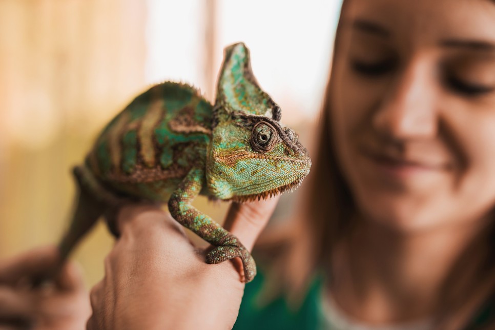 5 kisállat, amit nyugodtan tarthatsz lakásban