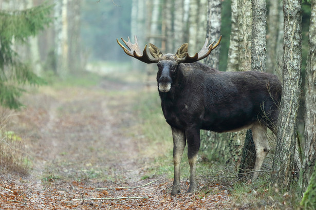 Myśliwi polowali na lisa i jelenia, zastrzelili łosia