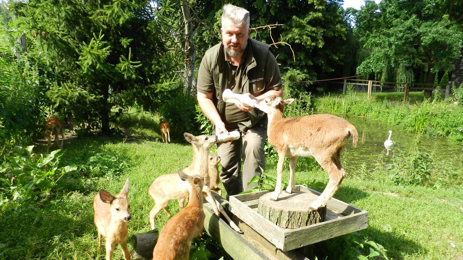 Azyl pod dobrym adresem. Tu schronienie znajdą sarny, dziki i... wilki 