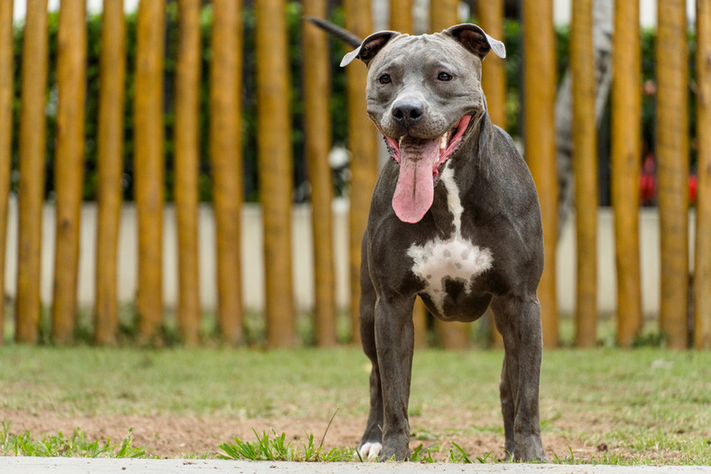 Amerykański Pitbull Terrier 