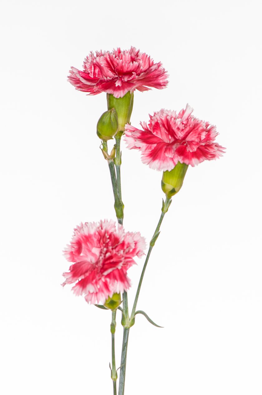 Pink carnation on white background