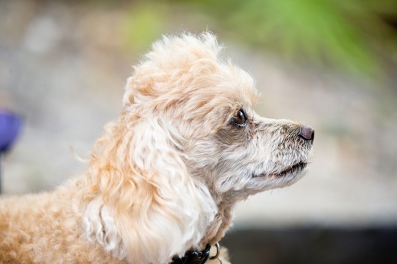 (VIDEO) STIGLA PRAVO IZ RUSIJE Ova ogromna pudla se prošetala novosadskim fakultetom i ostavila sve bez daha