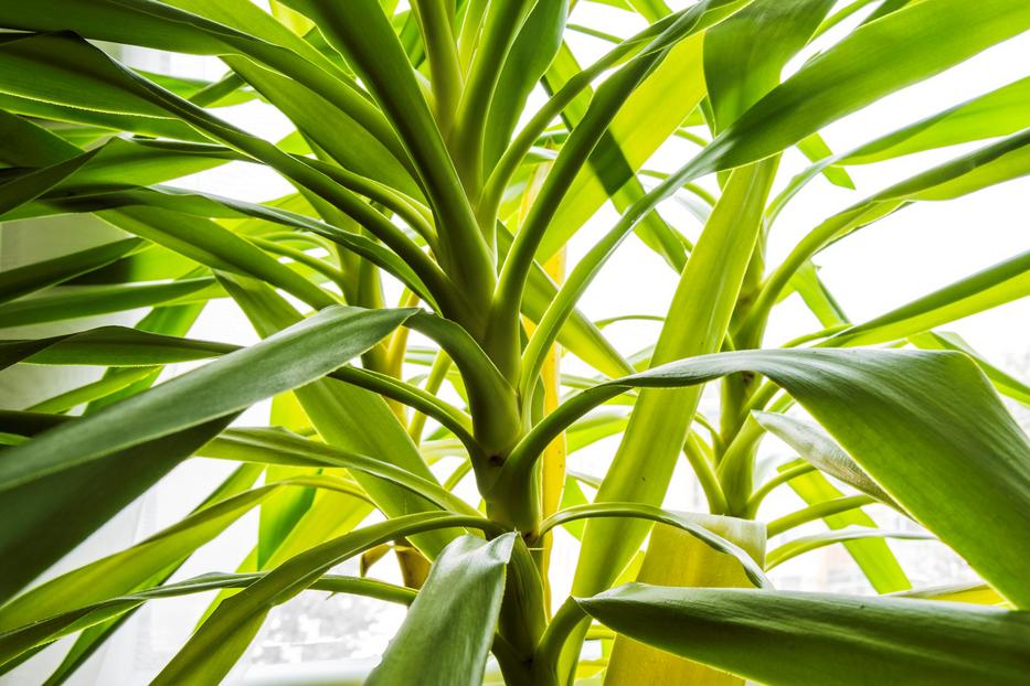 A Yucca is szereti, ha kedvesen beszélnek hozzá.  Fotó: iStock