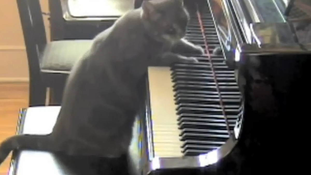 Nora to kot, który potrafi grać na fortepianie. Na pomysł "włączenia" kotki do orkiestry wpadł litewski kompozytor i dyrygent, Mindaugas Piecaitis.