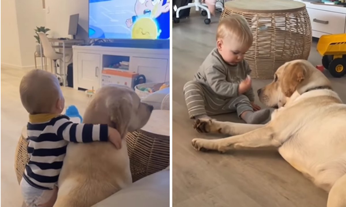 Ich przyjaźń trwa od pierwszego spotkania. To nagranie rozczuliło internautów