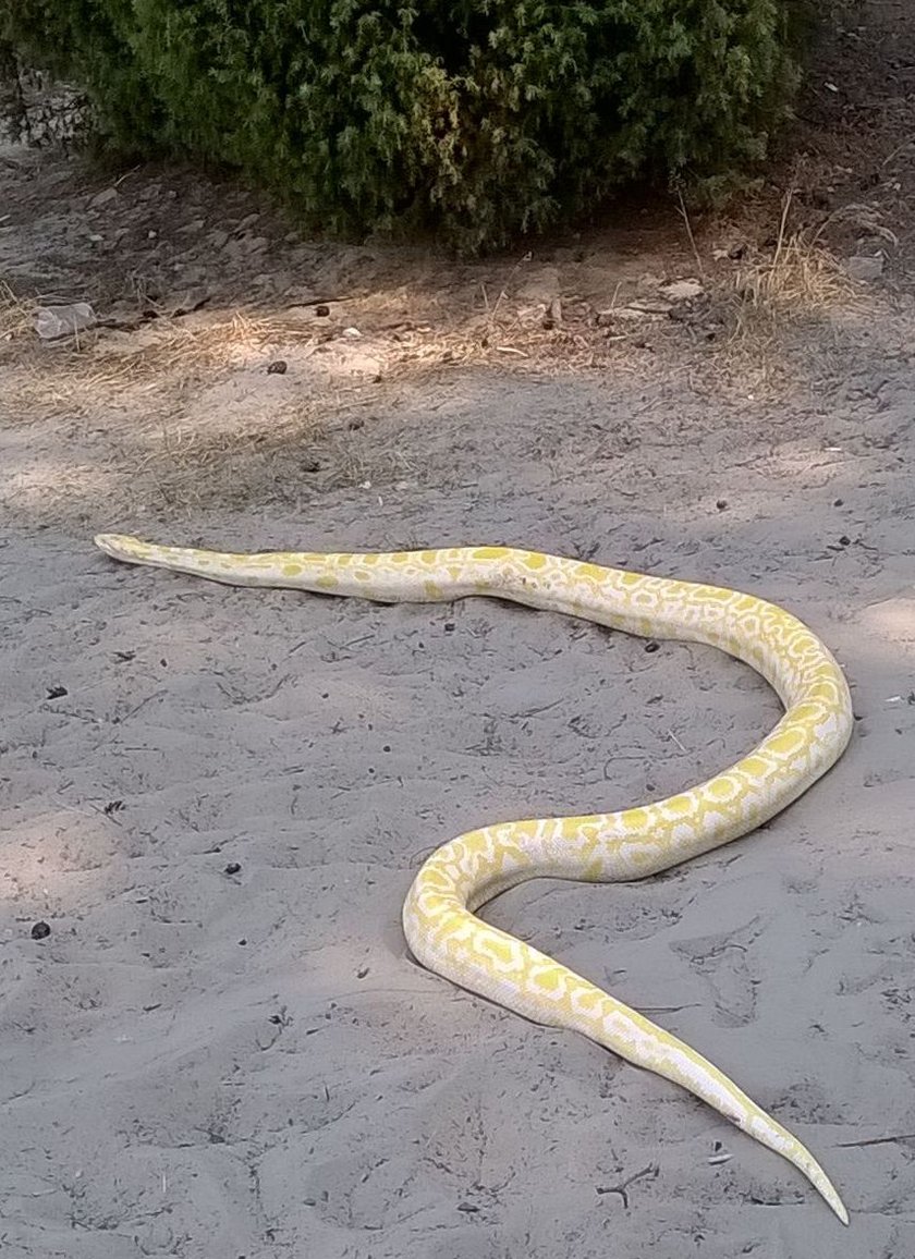 Pyton na plaży