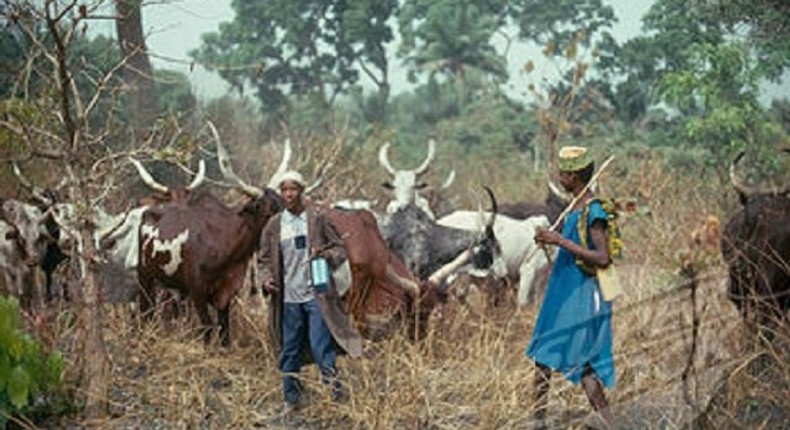 Fulani herdsmen with their cattle