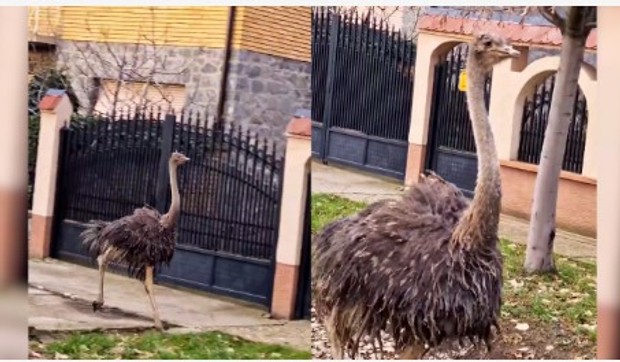 Noj juri sremskih šorom