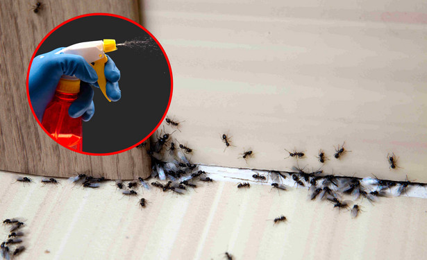 Domowy spray z octu to skuteczny i bezpieczny sposób zwalczania mrówek