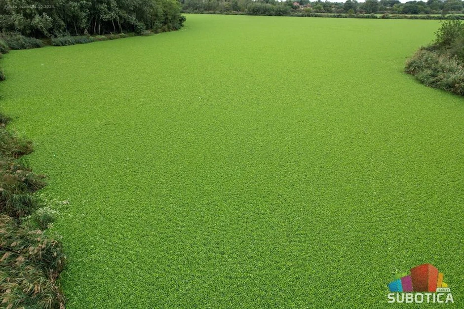Vodena salata na Palićkom jezeru