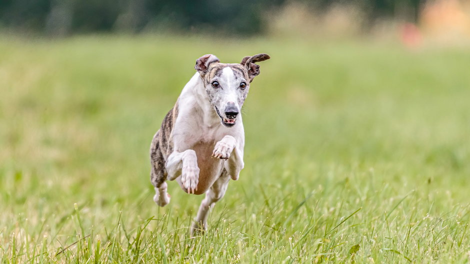 Whippet