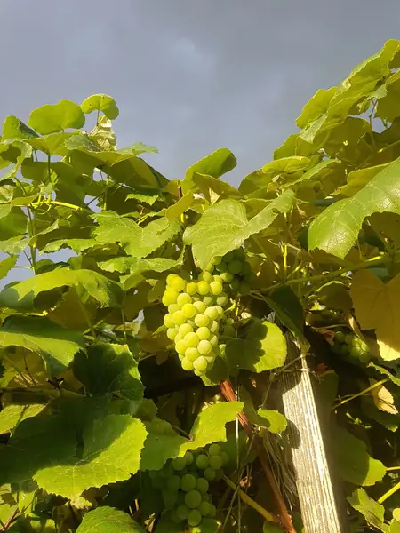 &quot;Mam bardzo rozrośnięte zielone winogrona&quot;