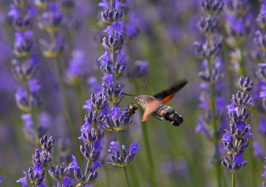 Polja lavande na Fruškoj gori