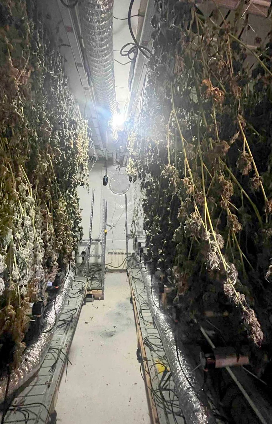 Otkrivena laboratorija marihuane 