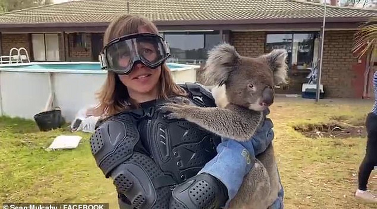 A becsapott Debi csak kevlár védőruhában és szemüvegben ment a koala közelébe /Fotó: Facebook