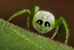 ALIEN FACE ON SPIDERS BUM / ALIEN FACE ON SPIDERS BUM /1386094