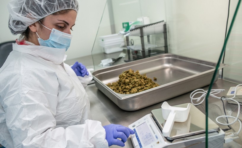 PRODUKCJA MEDYCZNEJ MARIHUANY W IZRAELU