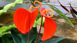 kolory kwiatów anturium. jakie kolory może mieć anturium? zobacz w naszej galerii zdjęcia anturium różne kolory