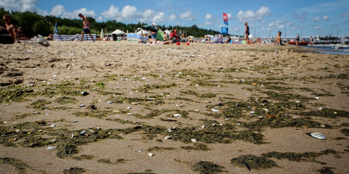 Na zdjęciu wysyp glonów na plażę. Duże bałtyckie glony, często mylone z sinicami, nie są dla nas zagrożeniem