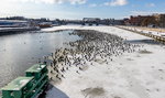 Zdumiewający widok w Szczecinie. Setki kormoranów gromadzą się w centrum miasta. Powód jest niepokojący