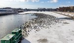 Zdumiewający widok w Szczecinie. Setki kormoranów gromadzą się w centrum miasta. Powód jest niepokojący