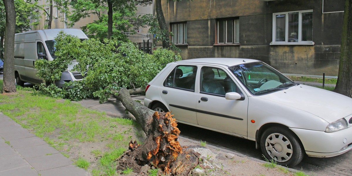 O krok od tragedii. Drzewo runęło na ulicę