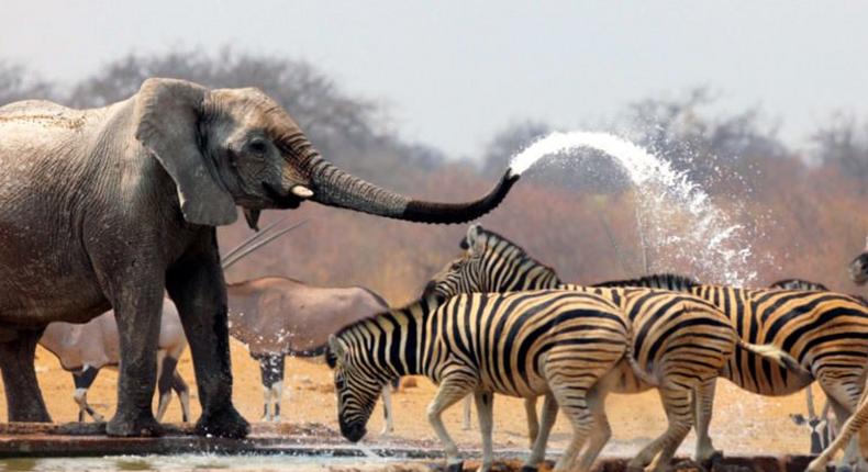 The exotic wildlife is a great reasons to add Africa to your travel bucket list
