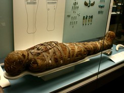 W starożytnej mumii odkryto pasożyta