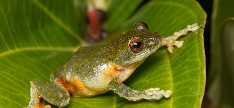Wielka Brytania: egzotyczna żaba znaleziona w bananach w supermarkecie