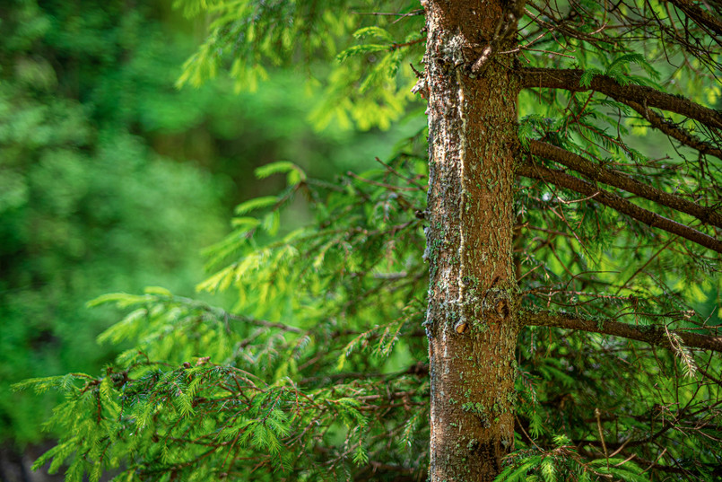 świerk sosna drzewo kora pień las Spruce,Branches,As,A,Background