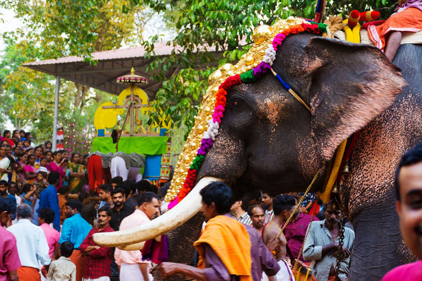 Świątynny słoń w Kerali
