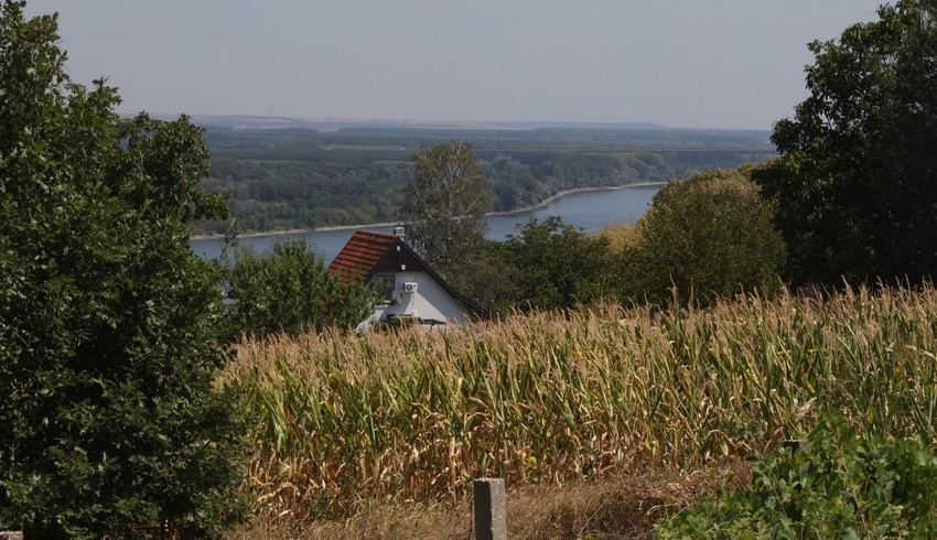 Čortanovci, porodica Košarčić