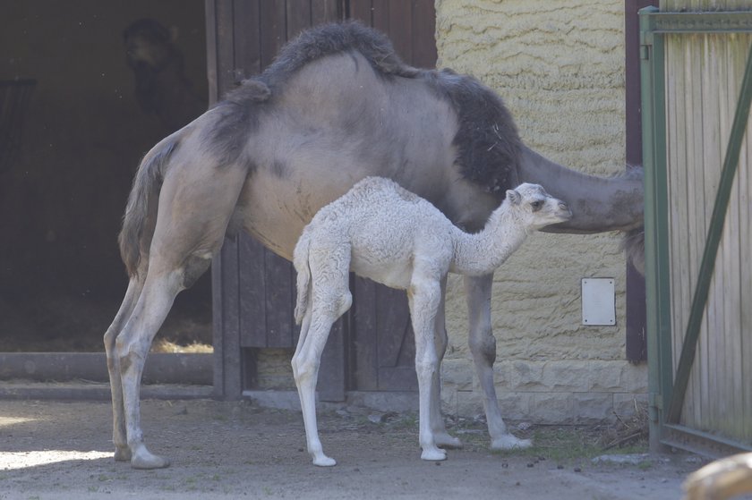 Zoo Wrocław