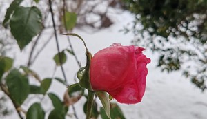Ruža u snegu