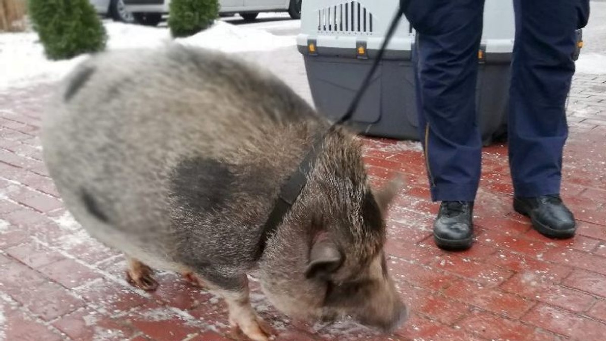 Warszawa: pomylili dzika z dużą świnką wietnamską 