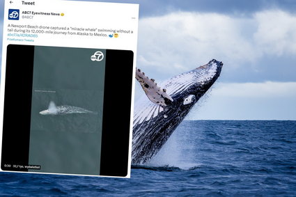 Zauważono wieloryba bez ogona. Ssak zaskoczył żeglarzy [WIDEO]