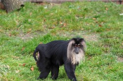 Szczęśliwy finał poszukiwań małpy zagrożonej wyginięciem. "Jest bez szwanku"