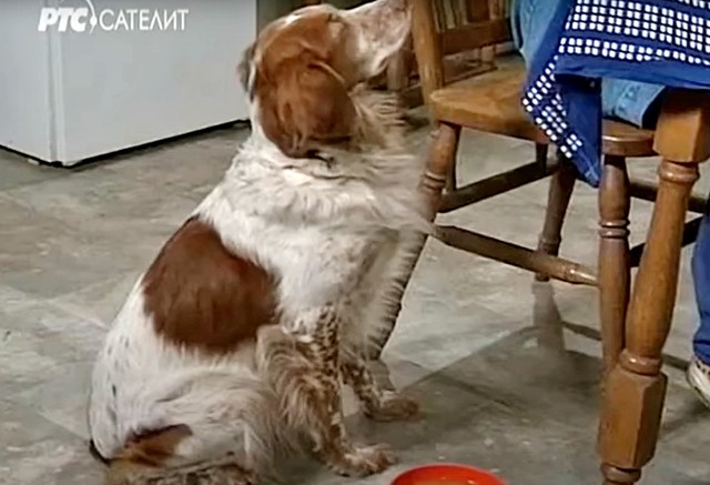 Pas Sima iz Srećnih ljudi