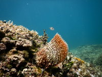 Jóval kisebb a korallok globális kipusztulásának kockázata, mint azt korábban a szakemberek gondolták