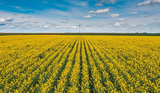 Evo koje lekovito bilje najbolje prolazi ove godine