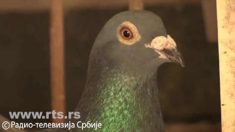 Golub pismonoša, maratonac iz Mačve