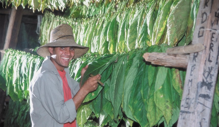 Kubański tytoń jest najlepszy na świecie