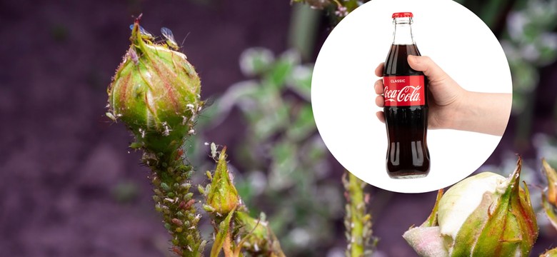 Coca Cola na mszyce - sposób na skuteczny oprysk