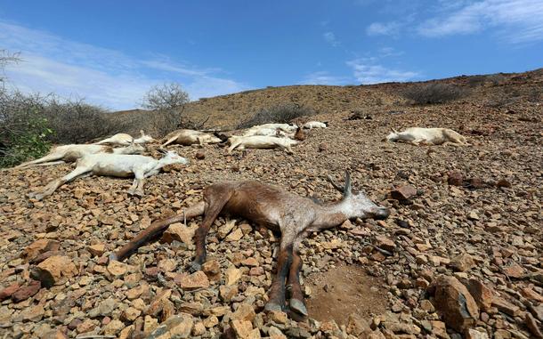 The Wider Image: Struggle for survival in Somaliland