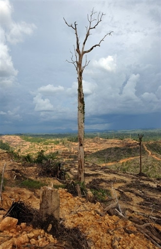 MALAYSIA - PENAN - NOMADS - ENVIRONMENT