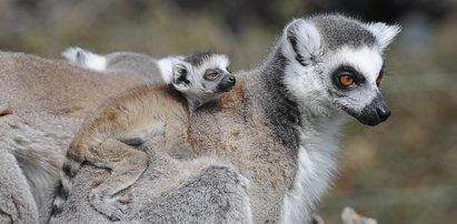 Urodzaj na lemury! Sześć maluchów urodziło się w zoo