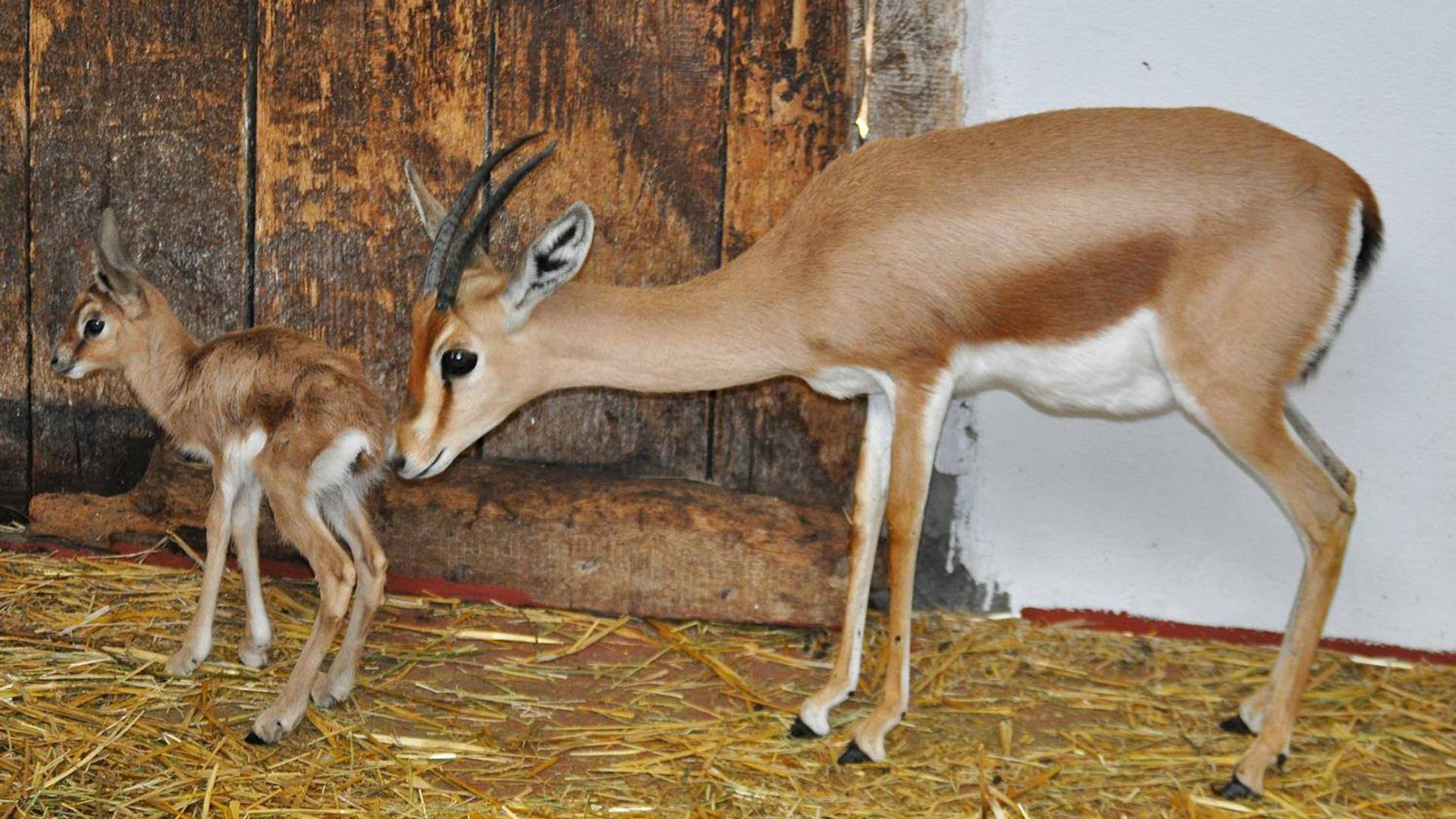 Prolećni bebi bum u Beo zoo vrtu!