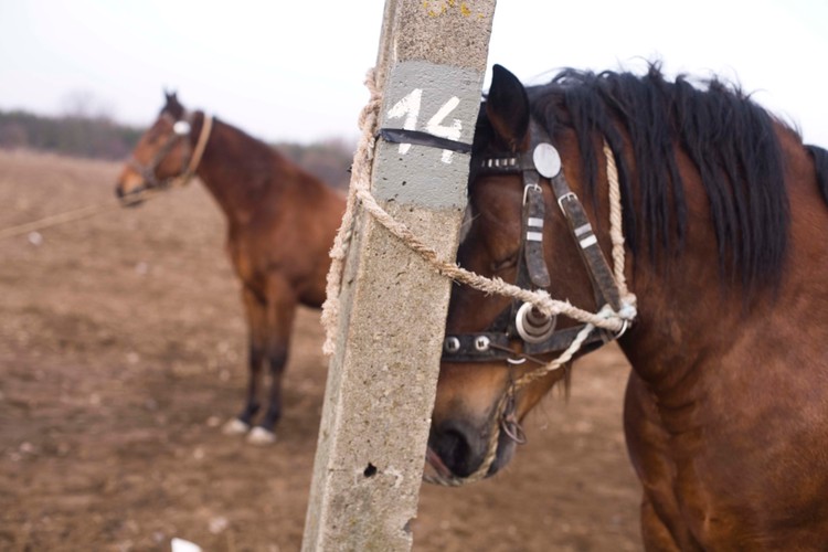 ... ale także konie przeznaczone na rzeź