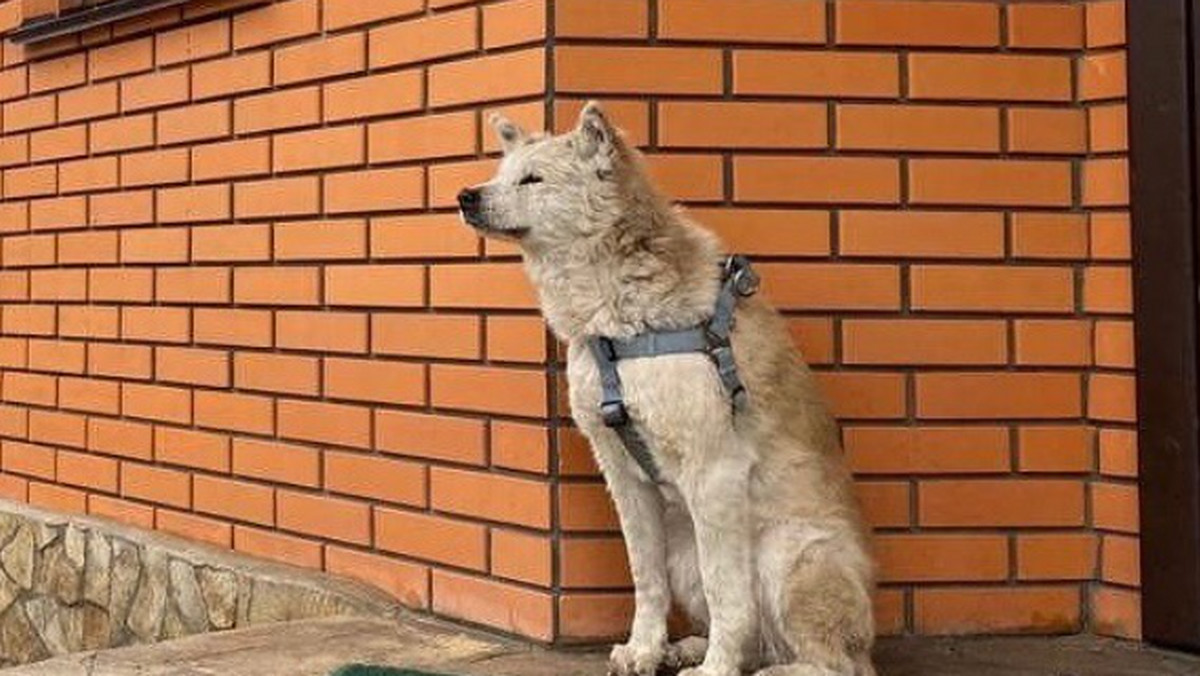 Ukraina: pies czeka na zmarłą właścicielkę. Od miesiąca nie opuścił progu domu